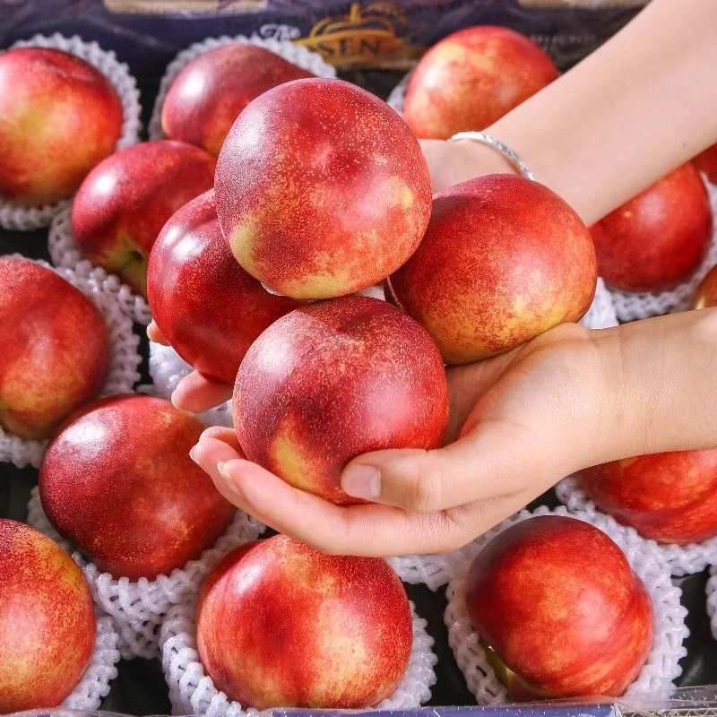 【顺丰专属】礼盒包装 阳王麻点油桃自然成熟新鲜现摘现发