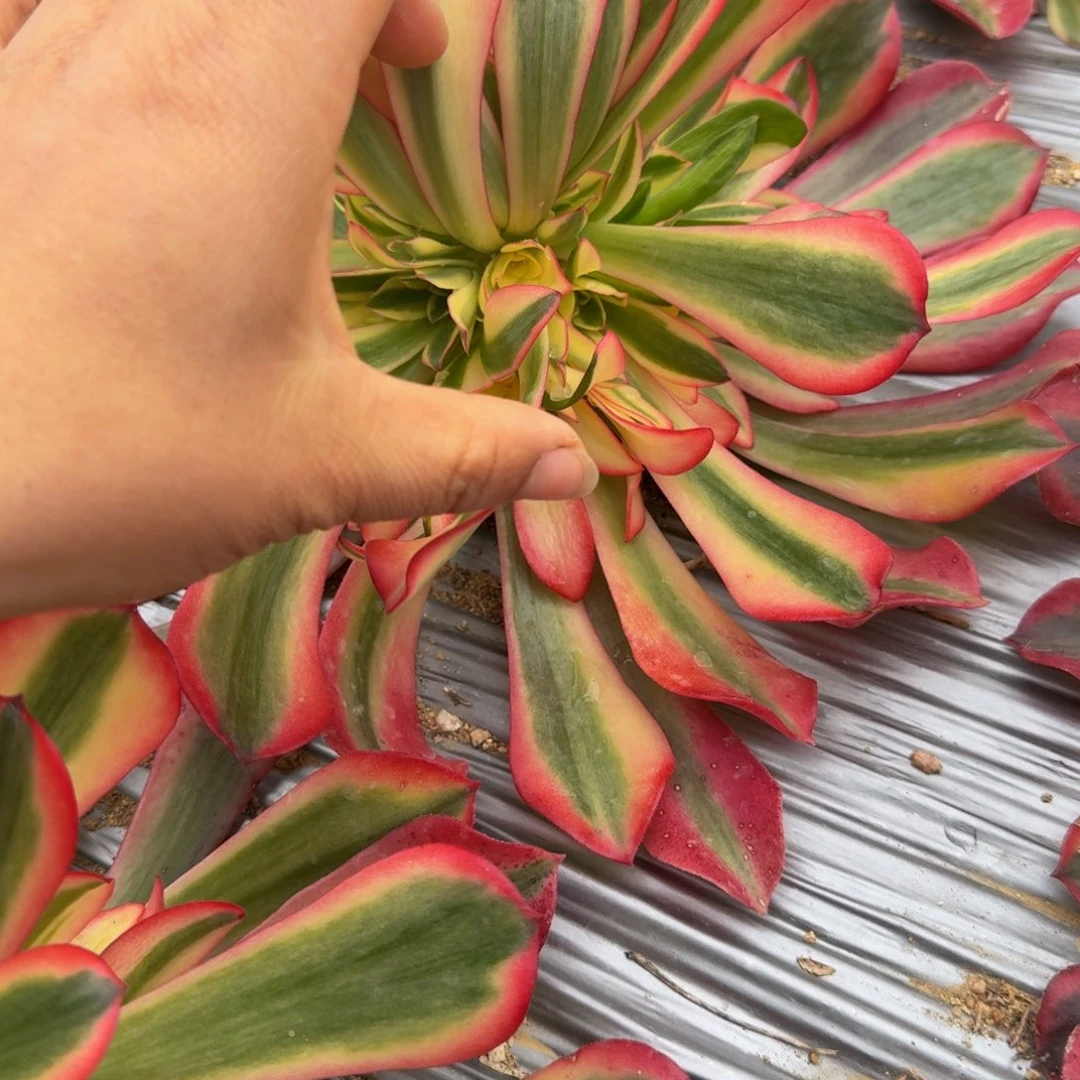 598桃妖。多肉植物