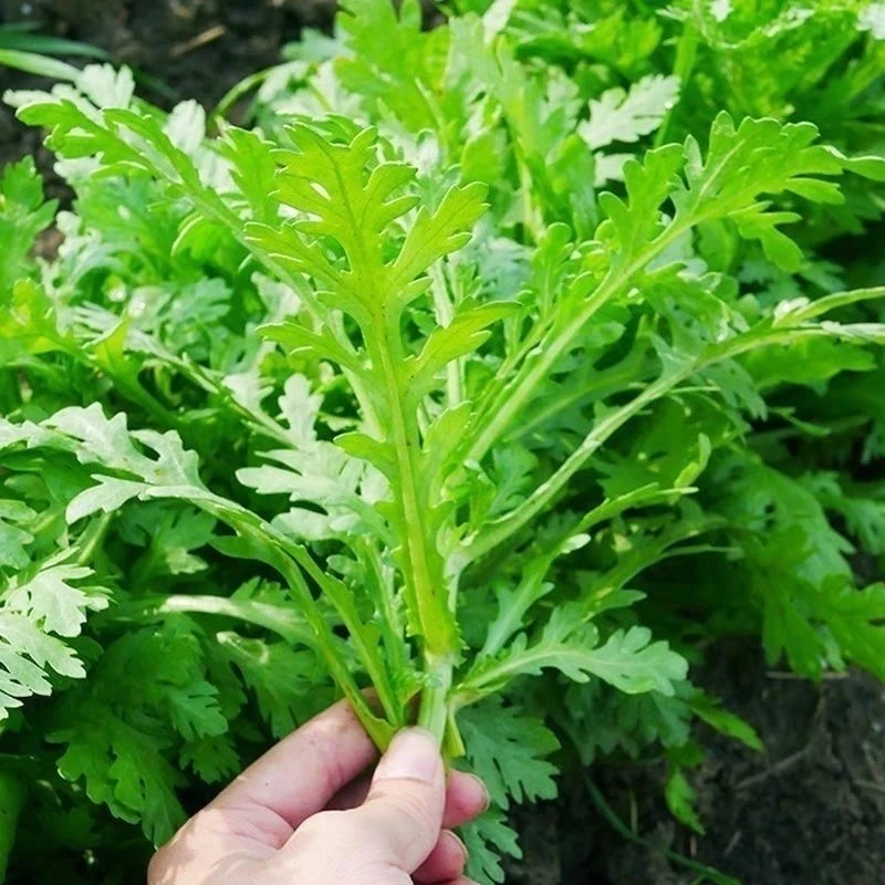 湖北特产露天农家茼蒿现摘现发新鲜应季蔬菜