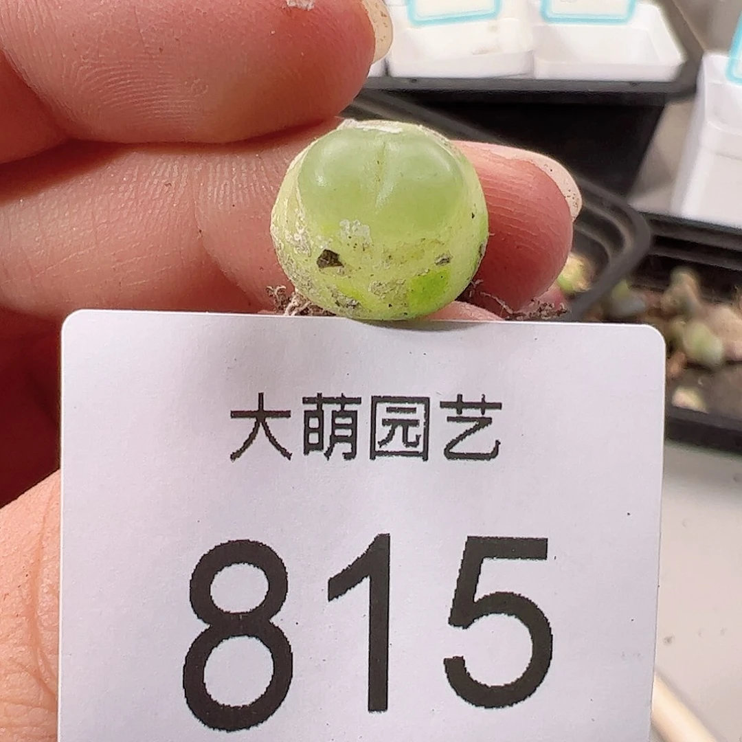 0000815 一物一拍……