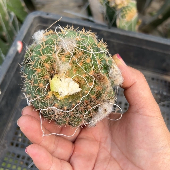 27丽花美45歪无根侧芽7公分左右20包邮