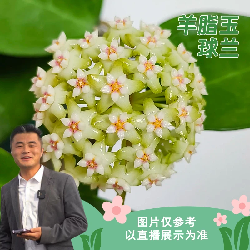 羊脂玉球兰小苗室内外阳台庭院花卉绿植浓香植物易打理