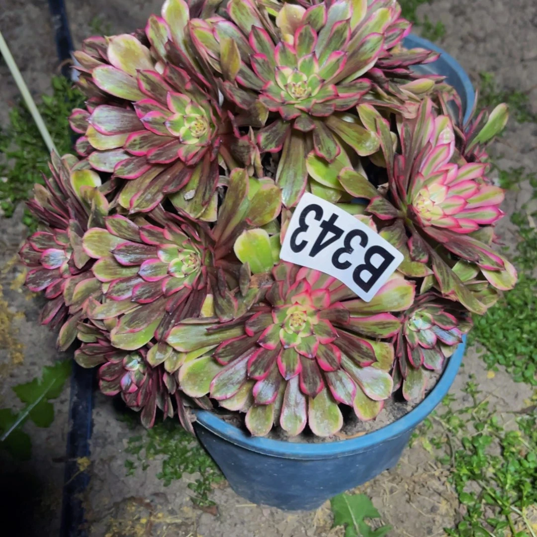 梦境法师28//39包邮