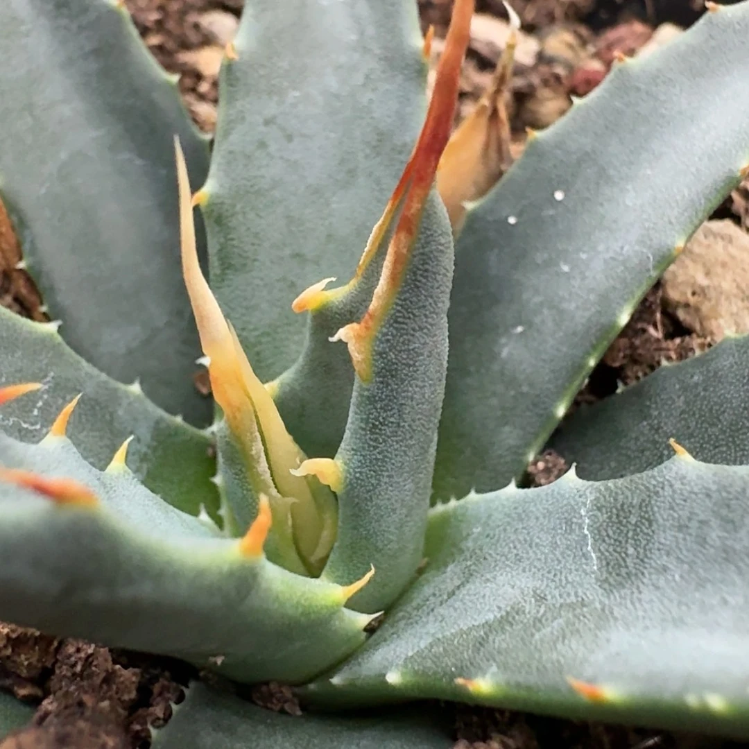 【闪购商品】17哈哈哈哈哈哈哈