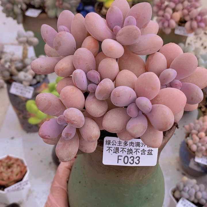 糖果桃蛋老桩12cm1033多肉植物