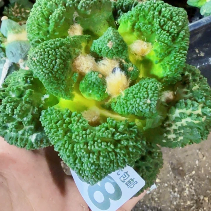 s***s无花朵福利自根哥斯拉588