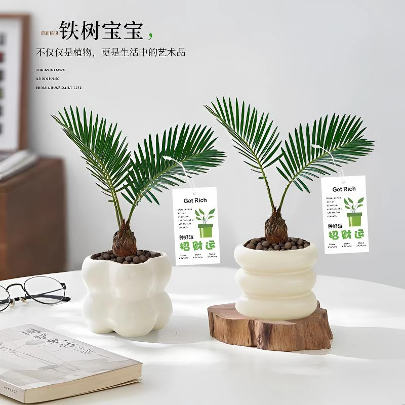 【招财运】铁树盆栽苏铁办公室工位绿植花卉好养活四季耐热耐寒植物