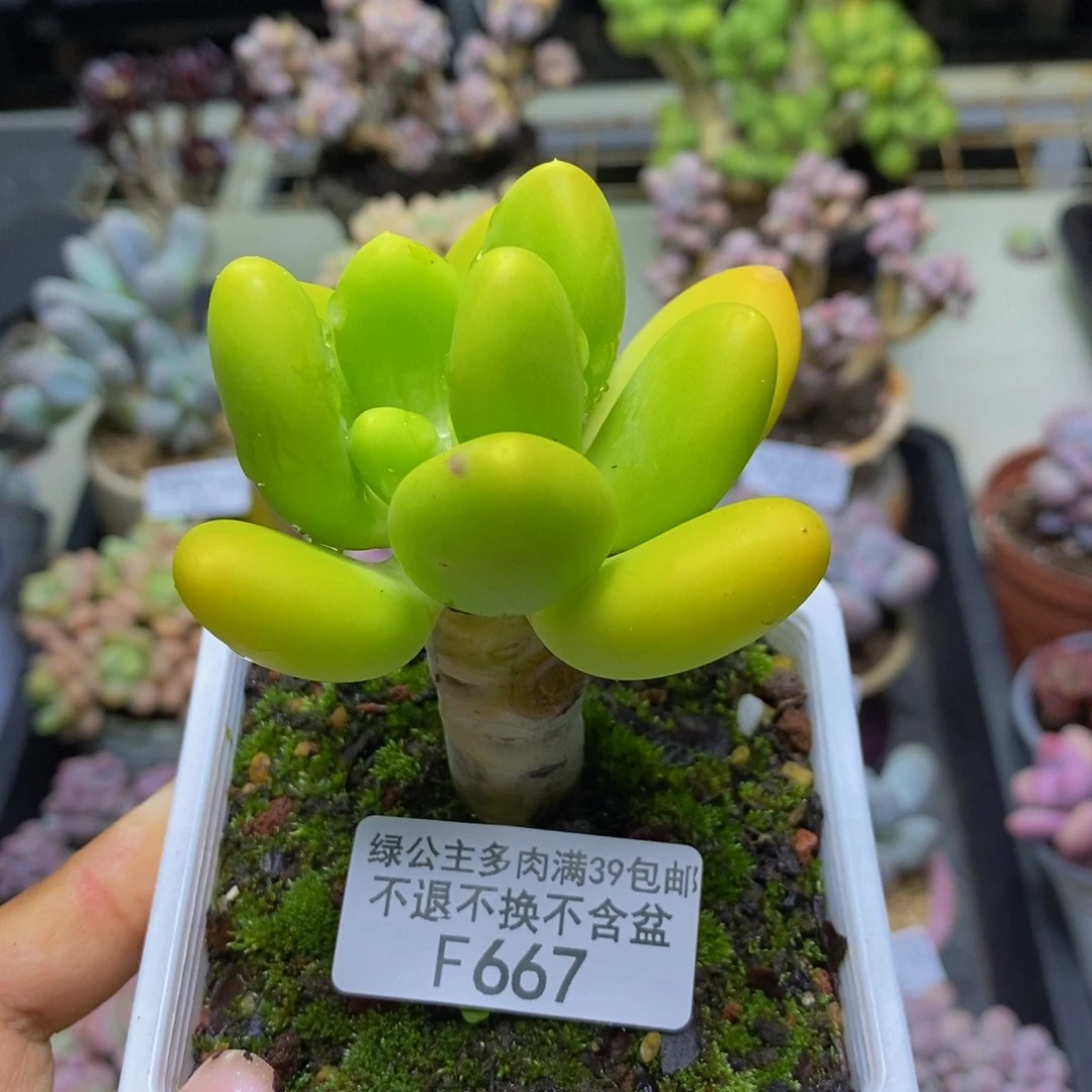 667金蟾多肉肉6c m