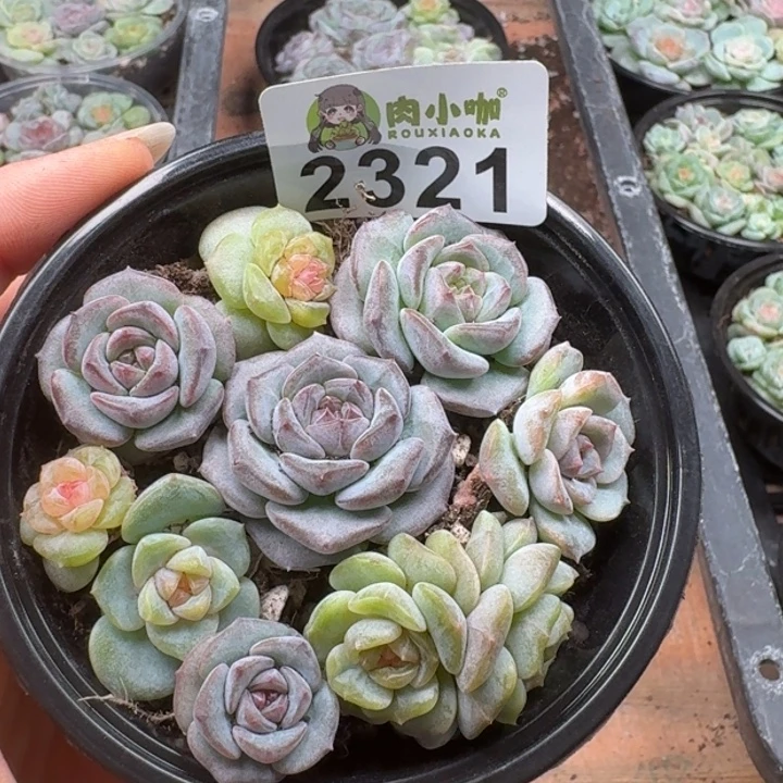 多肉植物多肉植物