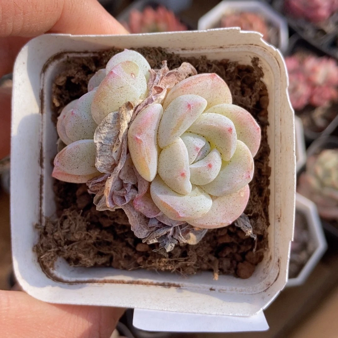 春泥家框拍链接S22