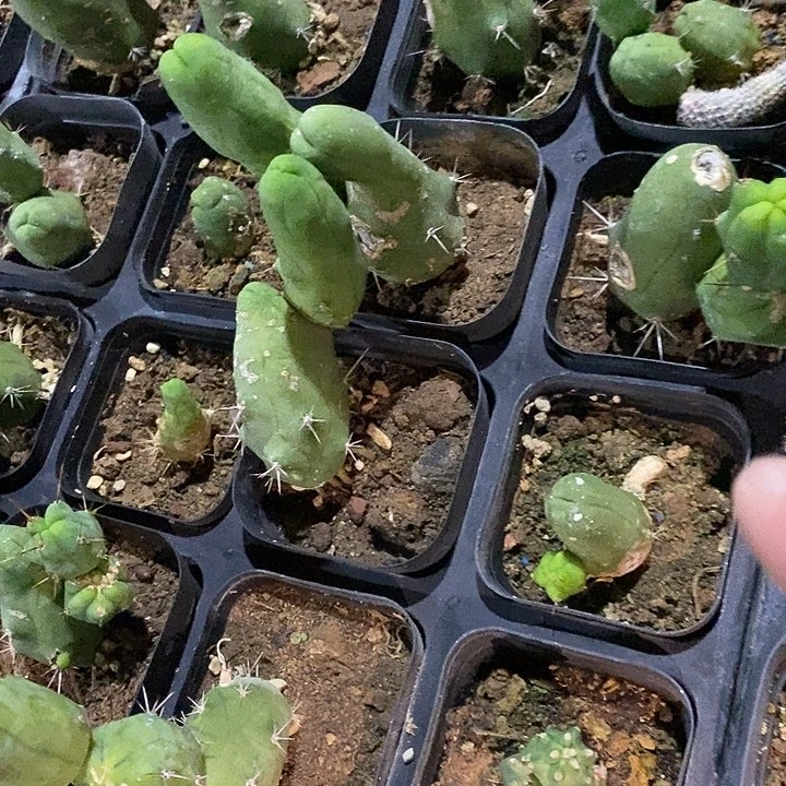 潮流植物程程柱有疤完美主义勿拍