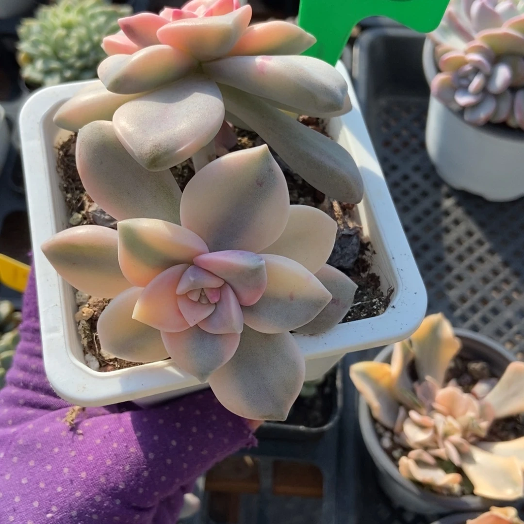 985紫乐锦多肉植物