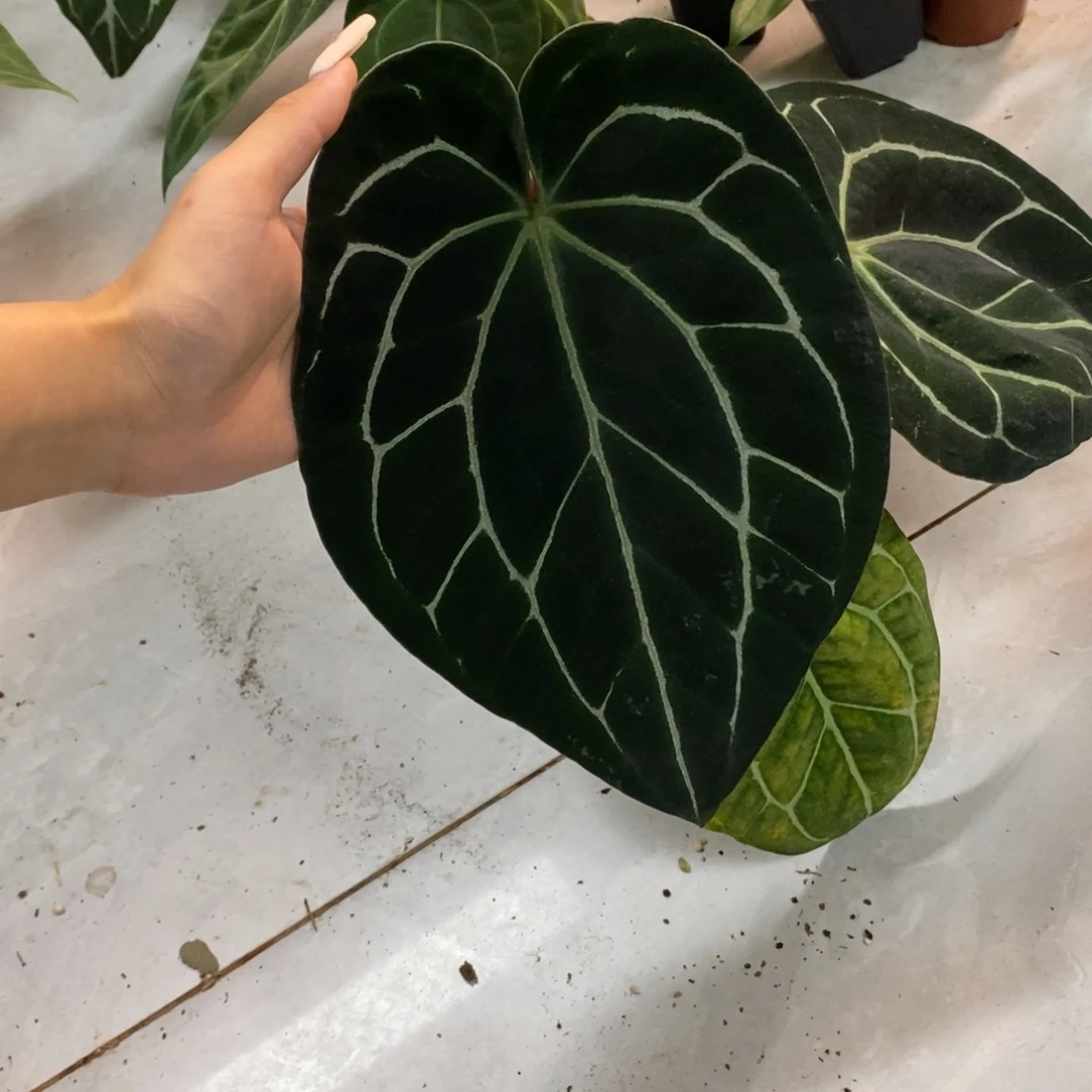 S***s完全开放5357  黑水晶