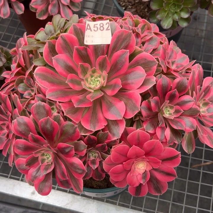 582粉女妖30厘米左右