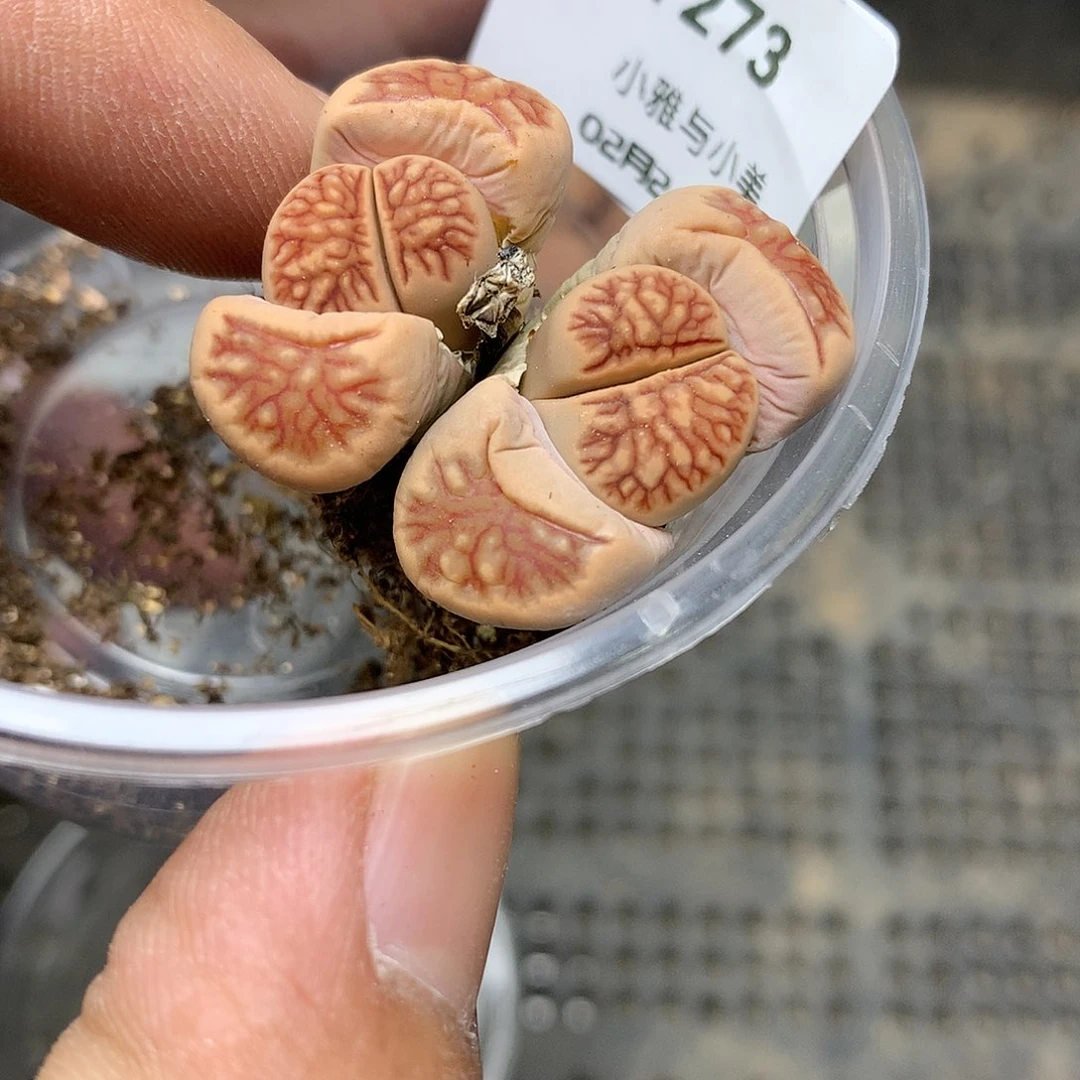 Y273多肉植物保护