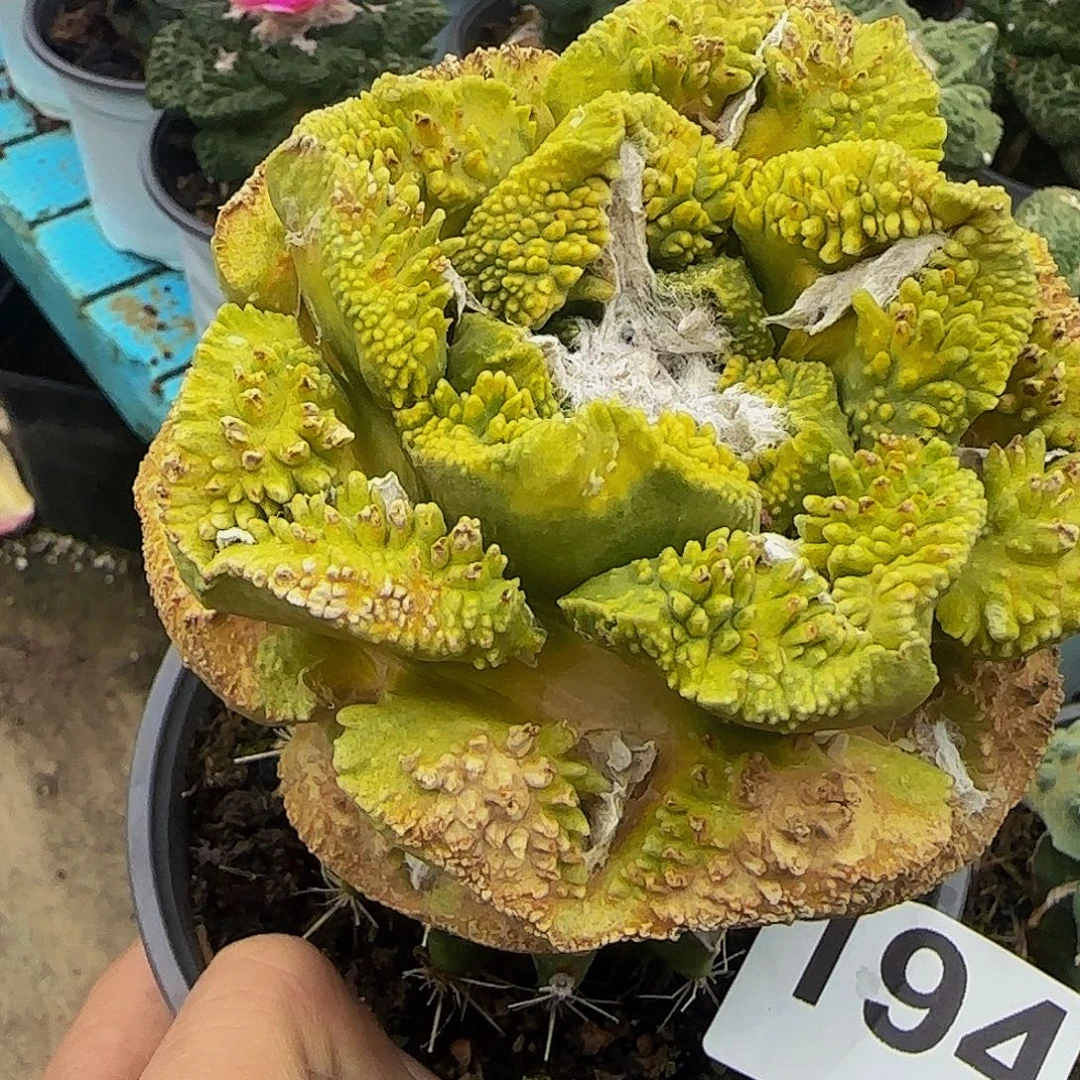 宝***象大牡丹锦194仙人球开花