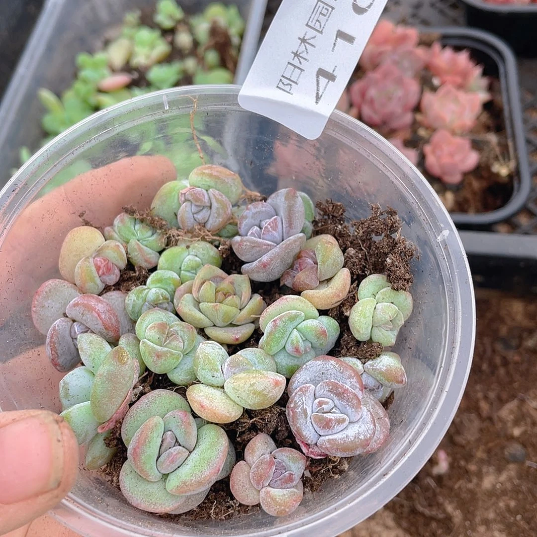 多肉植物多肉植物410
