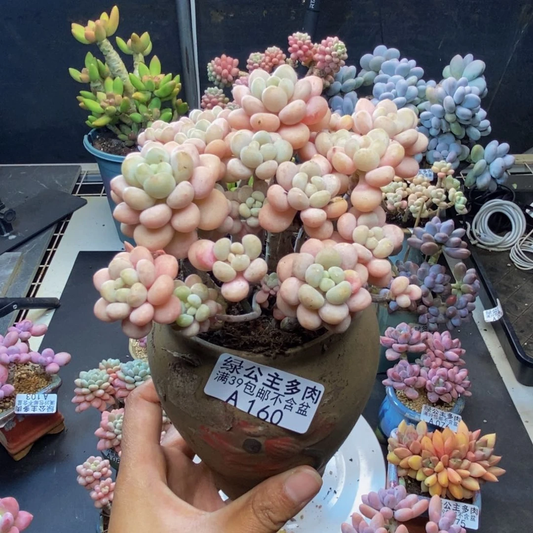 160洛可可多肉10c m