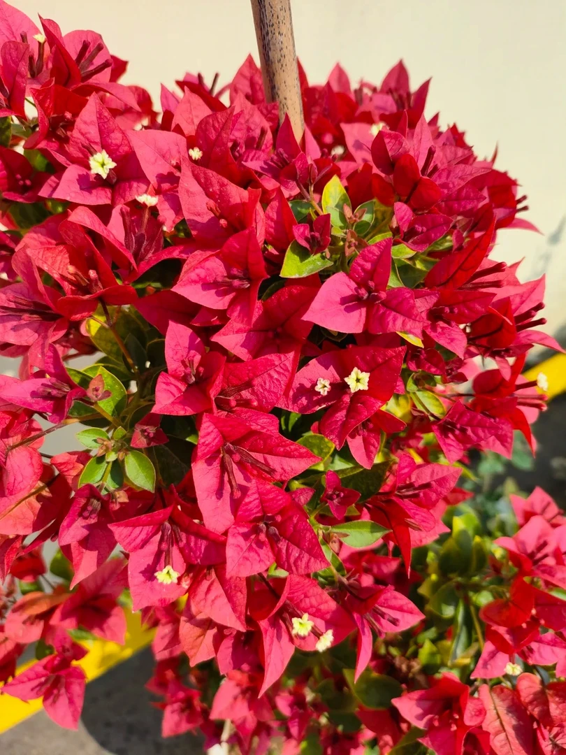 佩德罗三角梅小苗袋苗福建漳州发货包对版不包养护