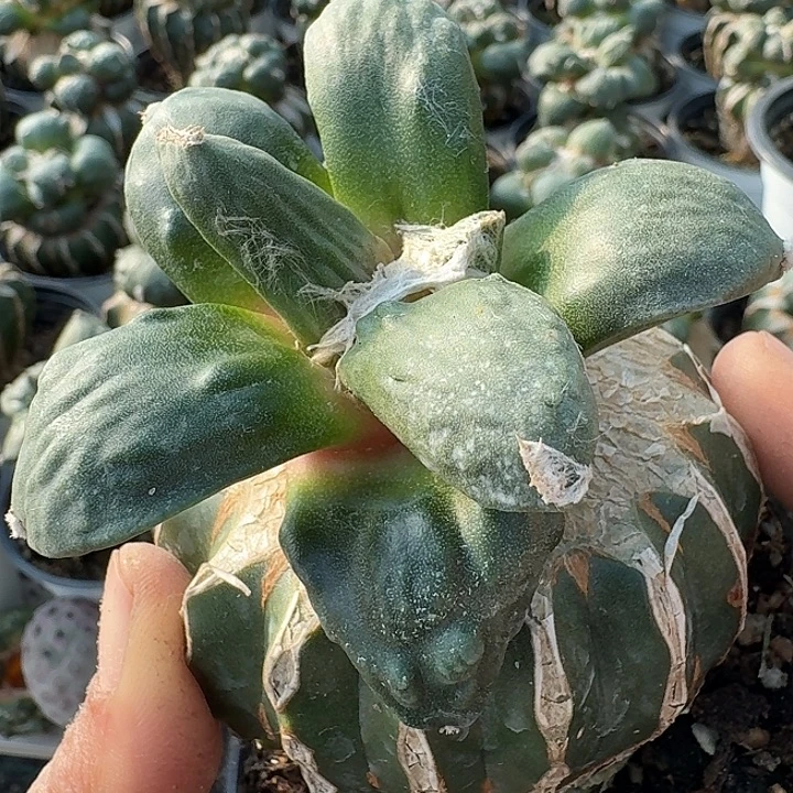 无花朵563怒涛牡丹