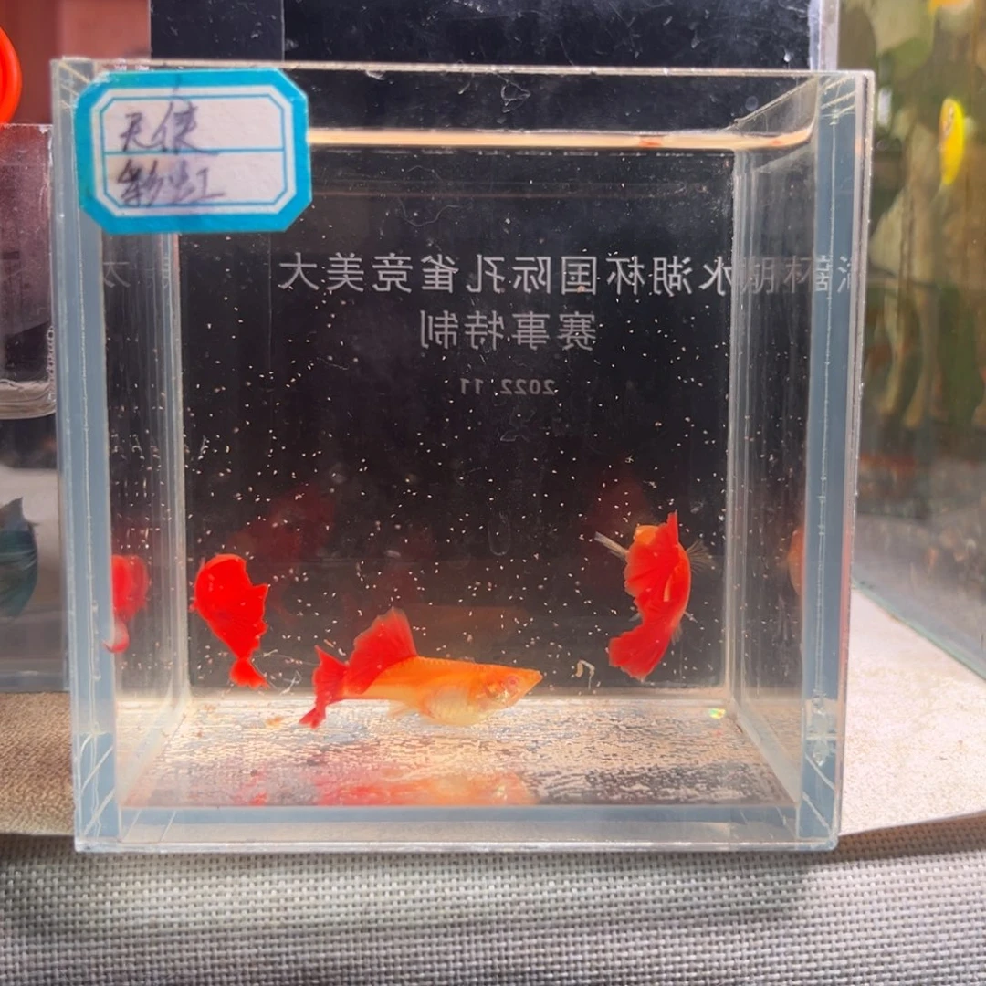 孔雀鱼全红超大背清缸100