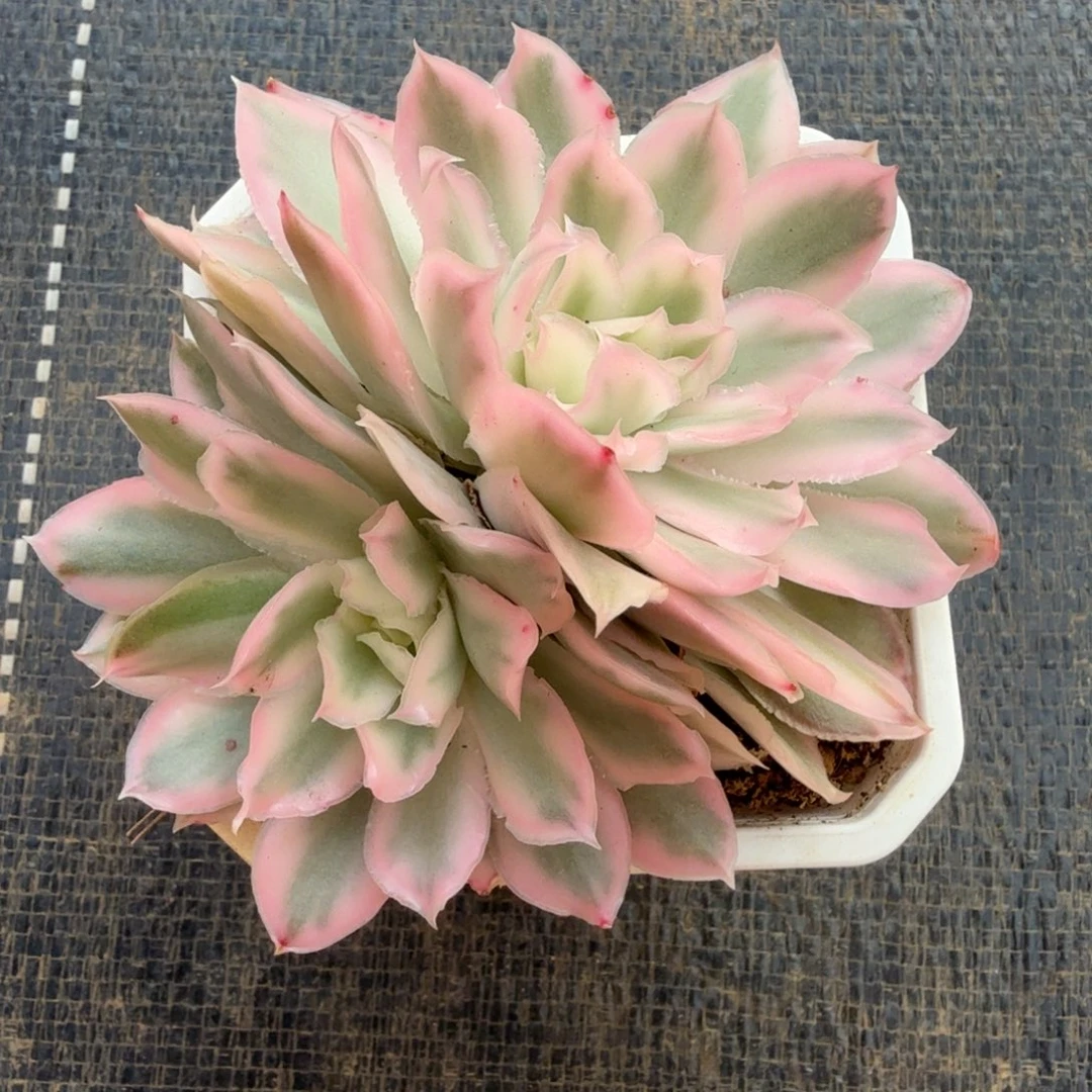 紫蝴蝶锦锦上园艺一物一拍