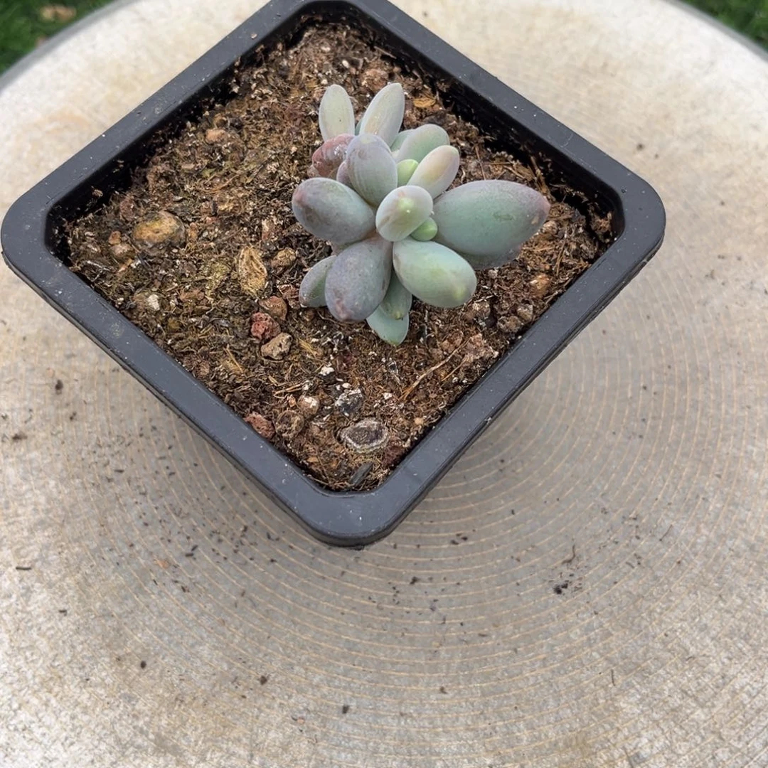 蘭***多肉植物多肉植物