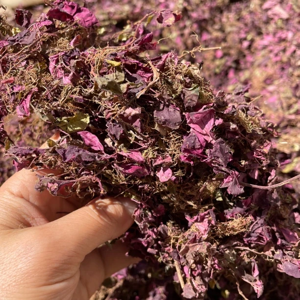 风柜斗草小叶红叶深山采摘非种植60克120克煲汤煮水农家自晒