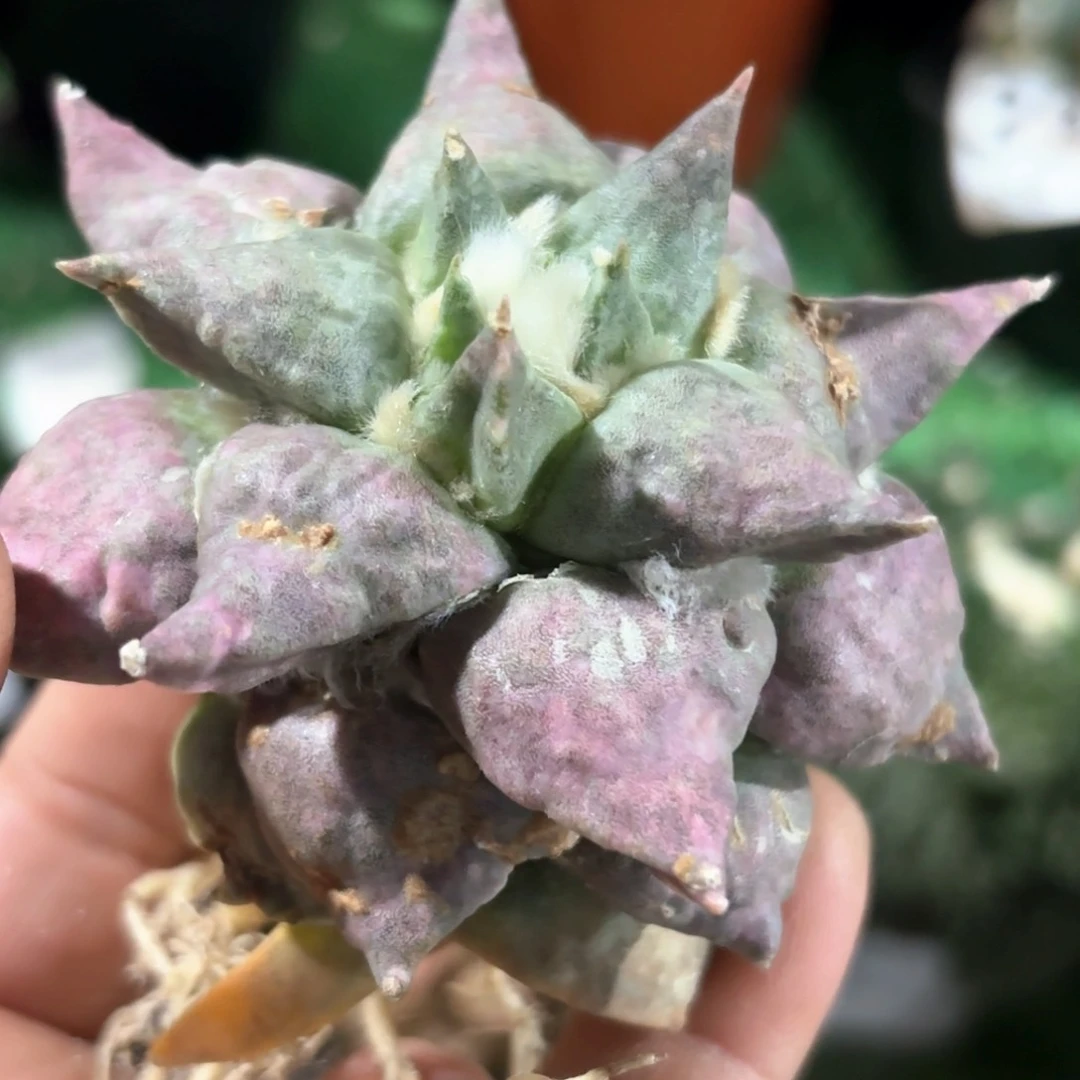 落地艳肌青瓷怒涛牡丹萝卜根048