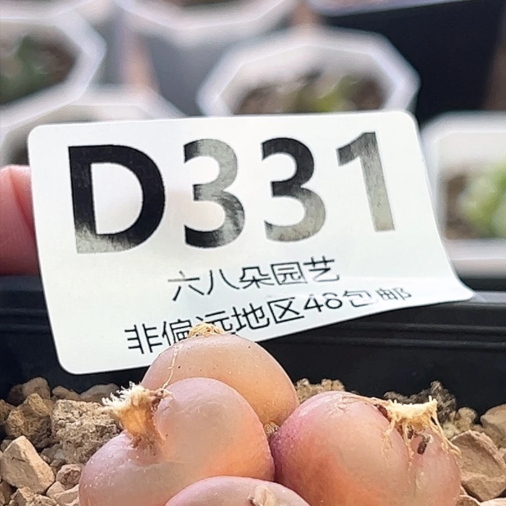 特价毛汗尼1111111多肉