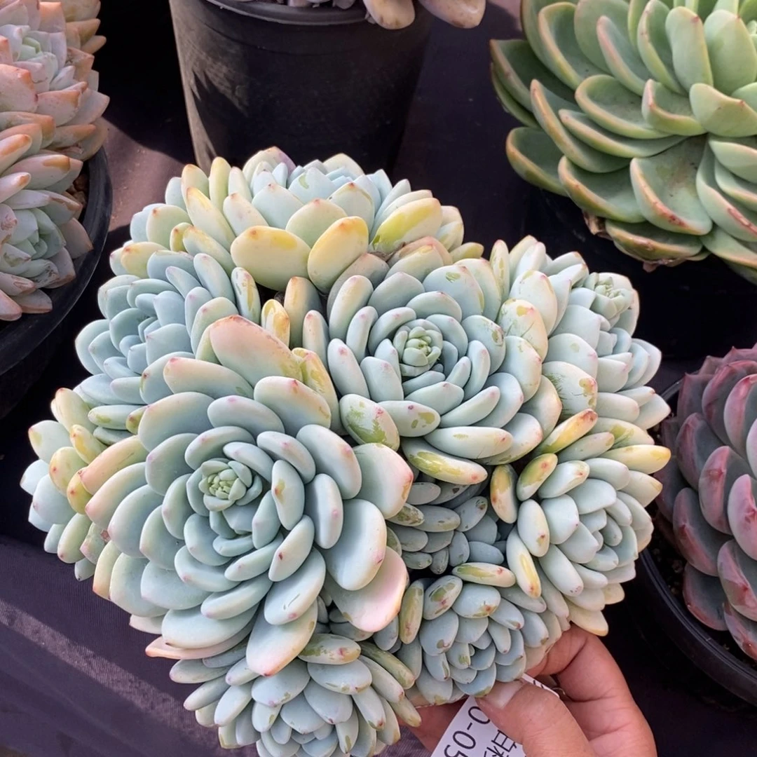 两单包邮1220-53冷香