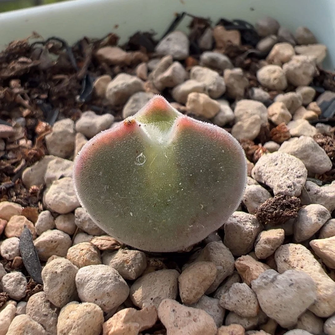 粉猫耳空蝉多肉多肉