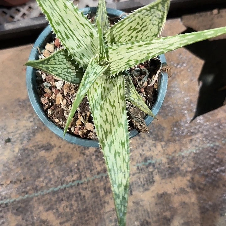 多肉植物索马里白纹闪电