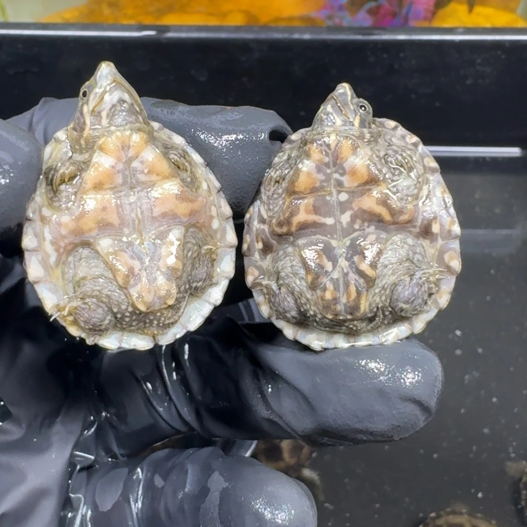 蛋龟不分公母麝香微瑕一只