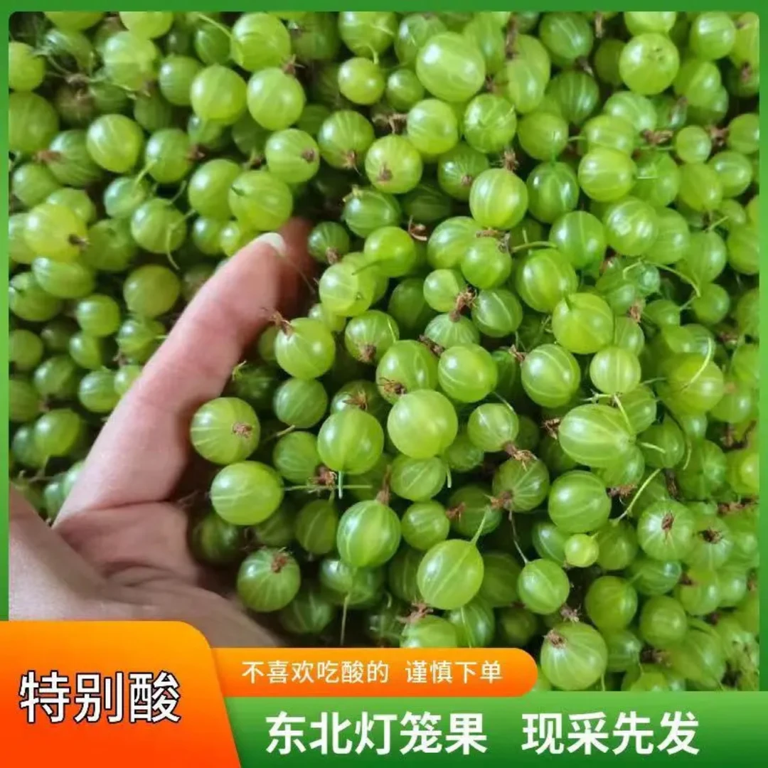 东北新鲜灯笼果酸子水葡萄醋栗鹅莓孕妇开胃特产水果包邮