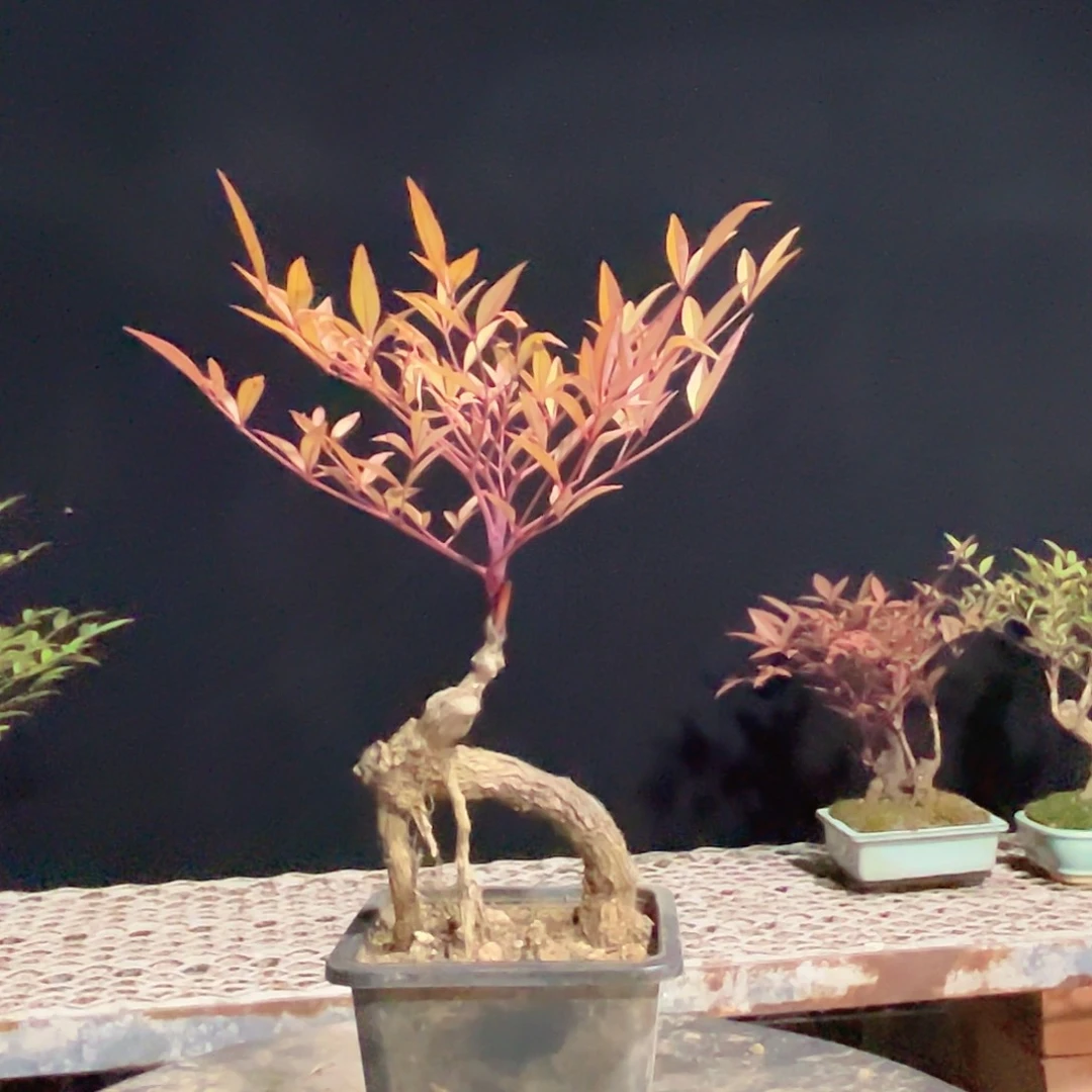 不开花植物1111111111