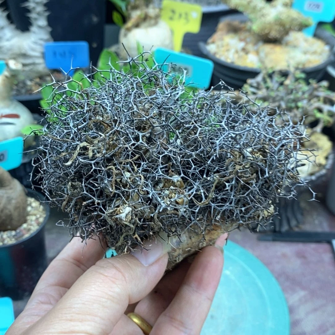 钢丝球万物想产地