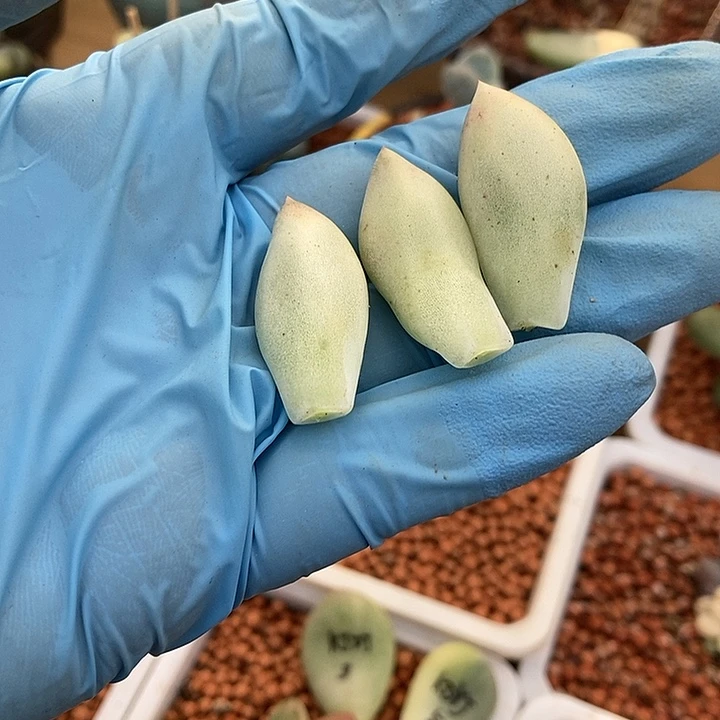 元***糖美人杂交锦多肉植物