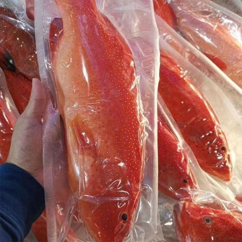 深海东星斑鱼鲜活速冻东星石斑鱼肉质细嫩新鲜冷冻海鱼海鲜水产