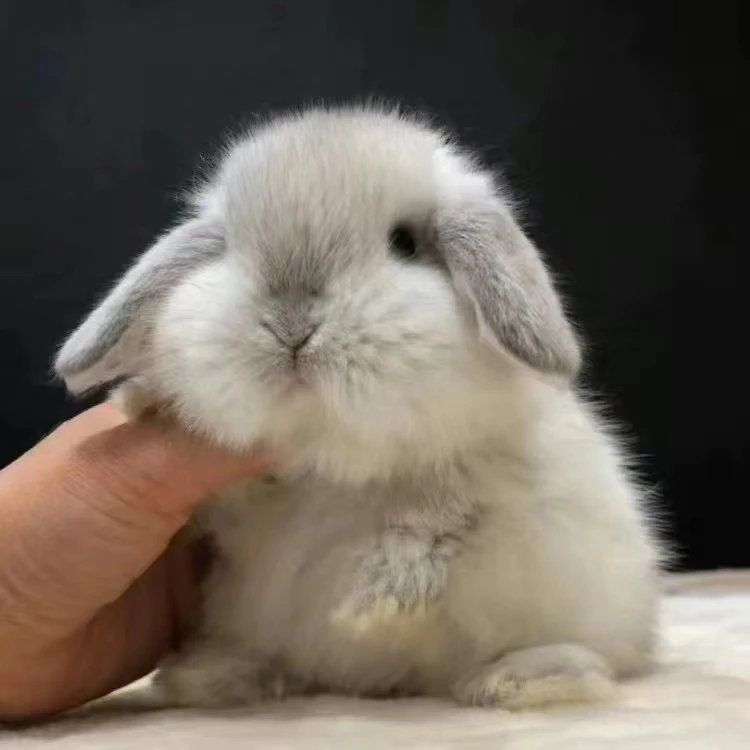 58活体兔子+兔粮专用链接