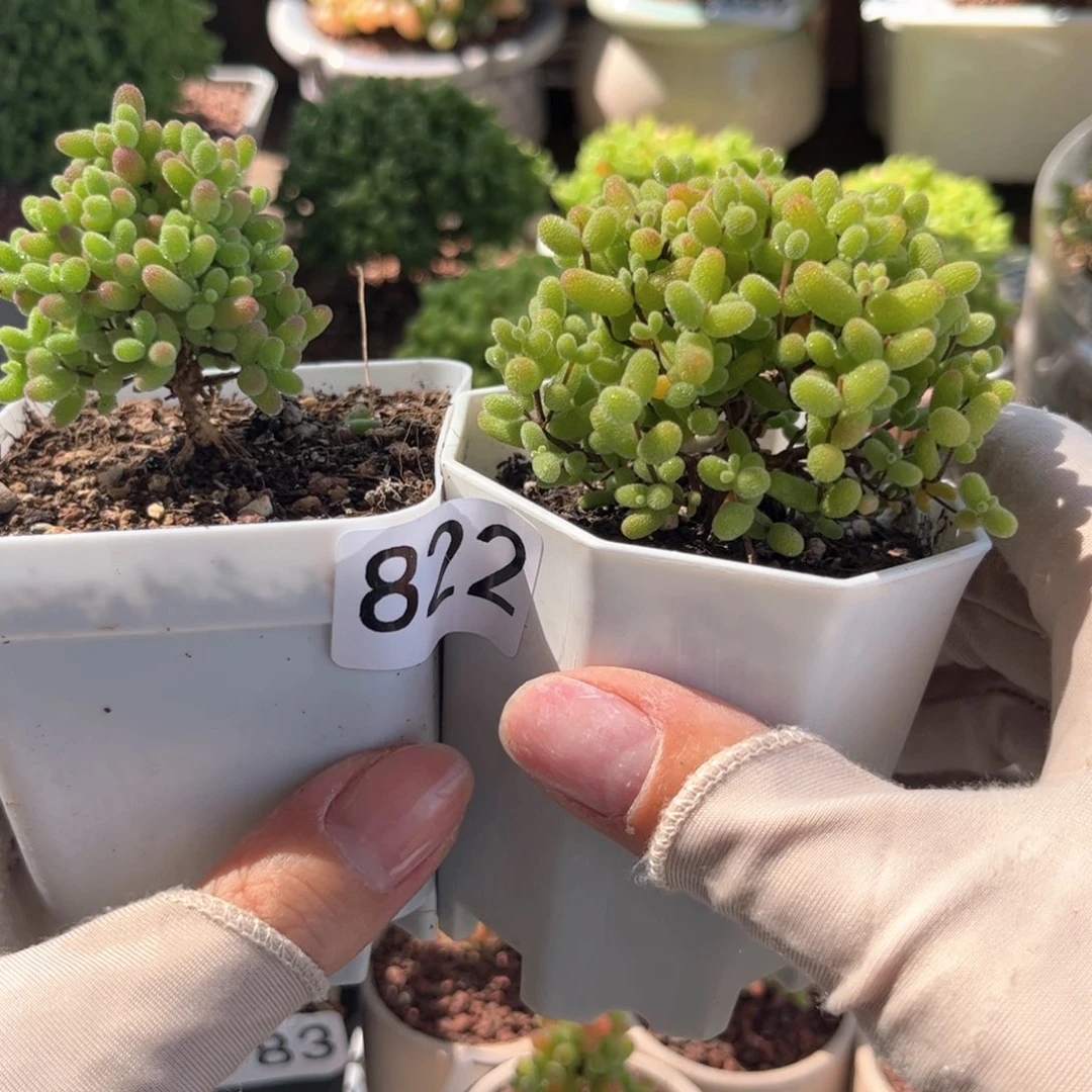 822金桔带蜜桔可爱多肉植物