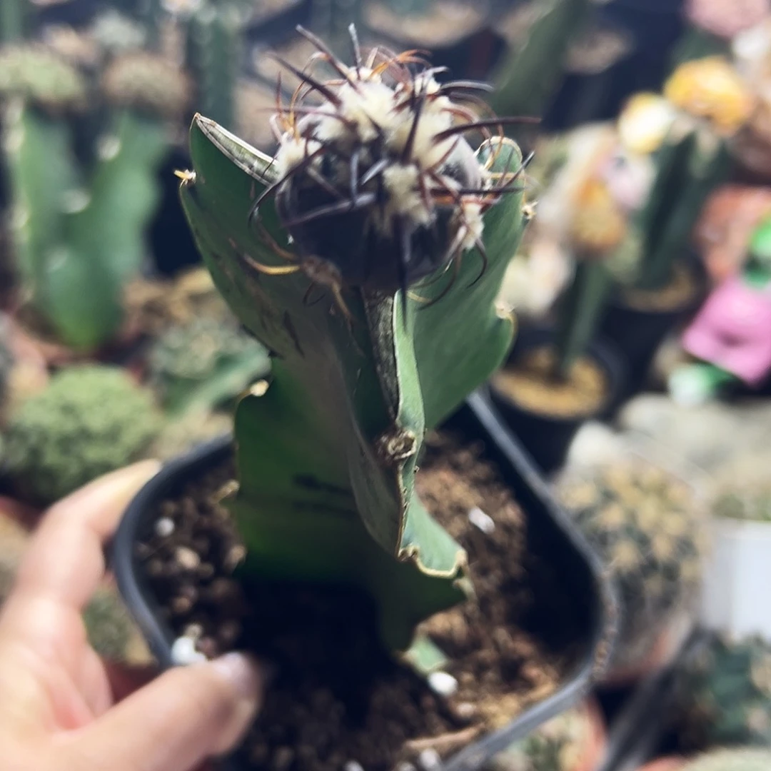 平丸仙人球111111111