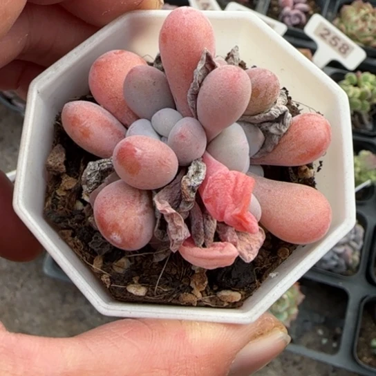 155粉兔多肉植物多