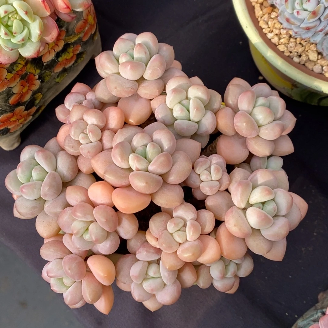 泡泡糖 一物一拍