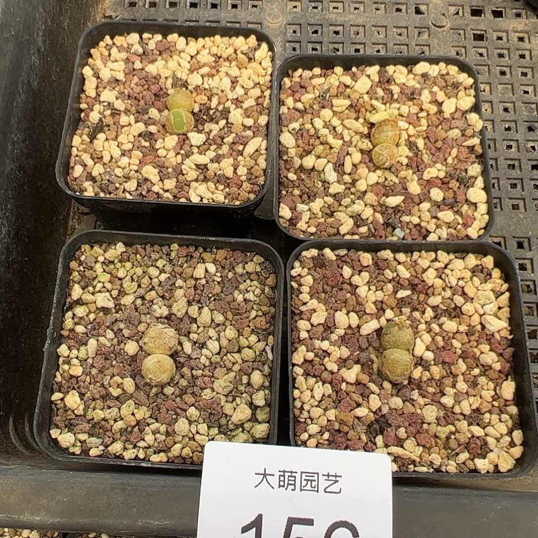 0000156量拍以下1颗脱土发尺寸小