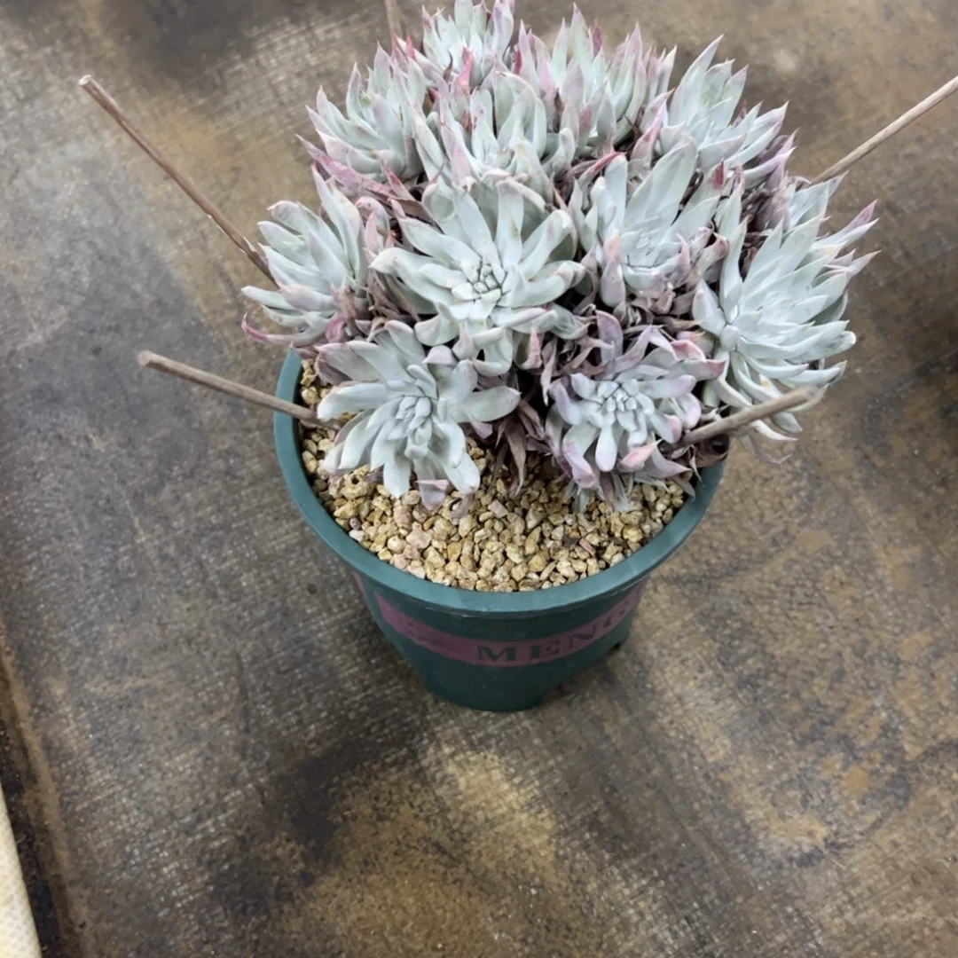 奴婢吉娜28 零零多肉植物