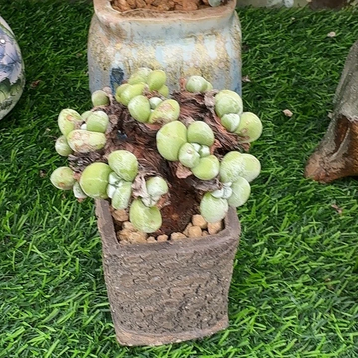 Z***H丸叶拇指仙女杯老桩