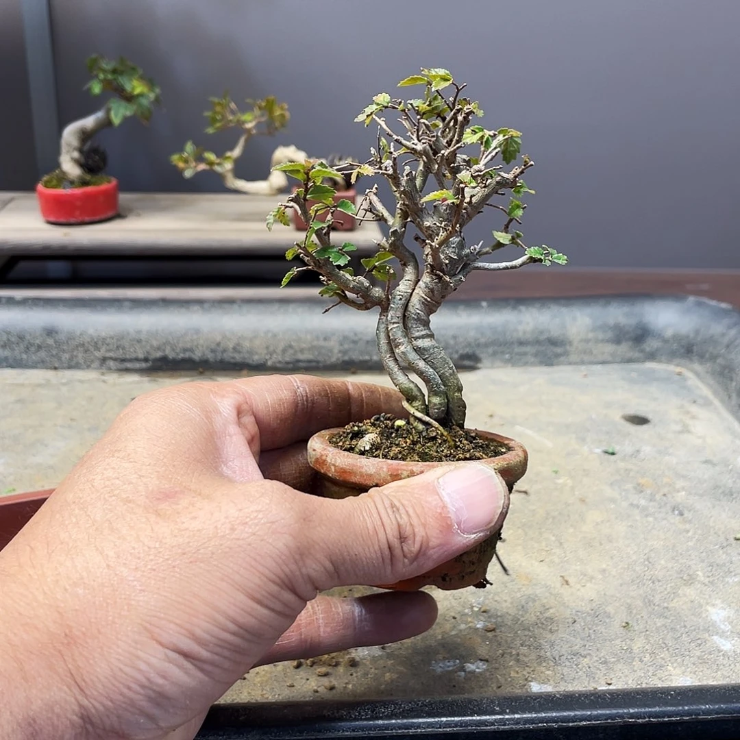 7***n无花朵榆树花开富贵花茶