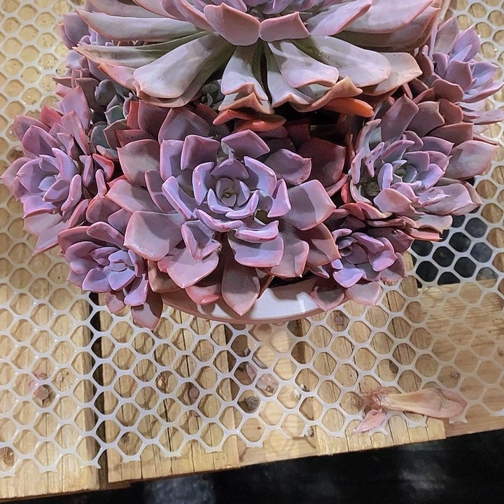 小***子代笔多肉植物老桩