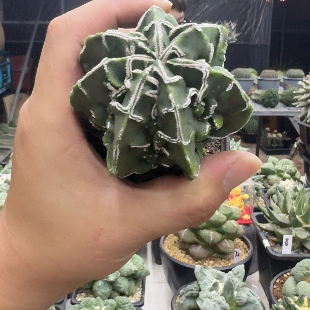 用***买福袋核桃仙人球仙人球